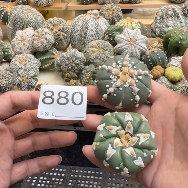 毛***毛兜星球仙人球880号