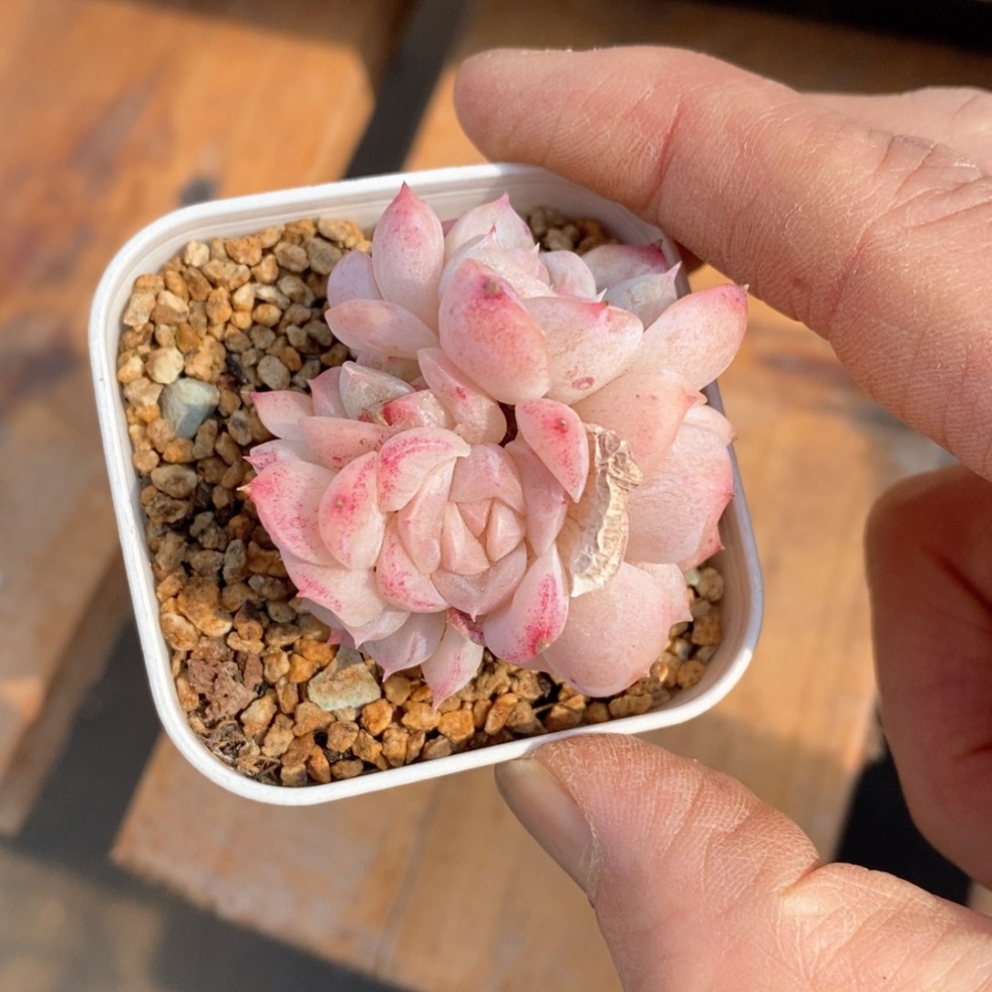 精品多肉一物一拍不包整141