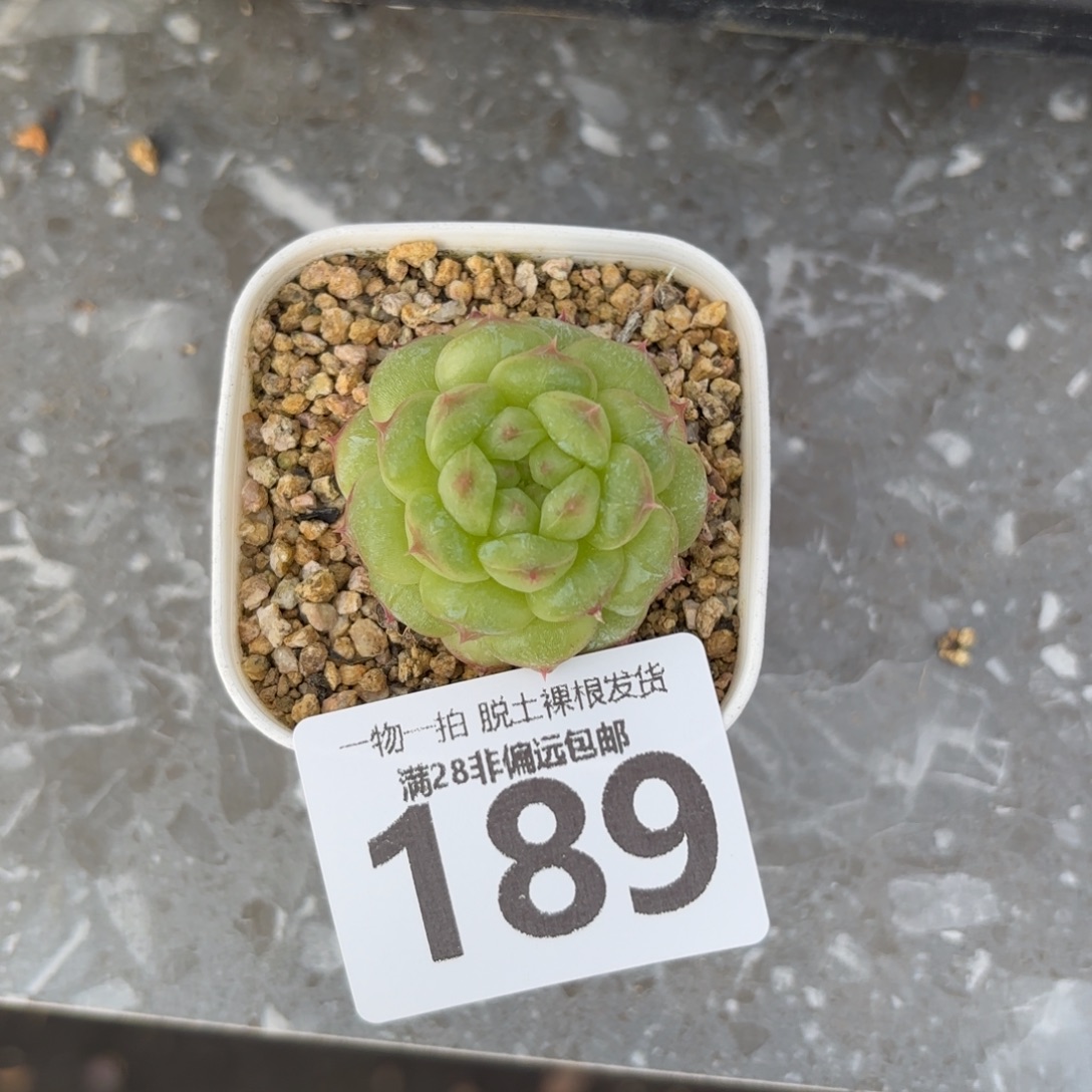 阳光玫瑰无盆土发货