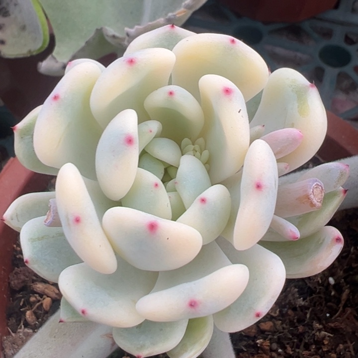 雪爪锦一物一拍锦龙