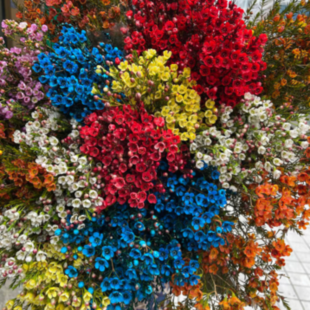 年宵花各色腊梅一把