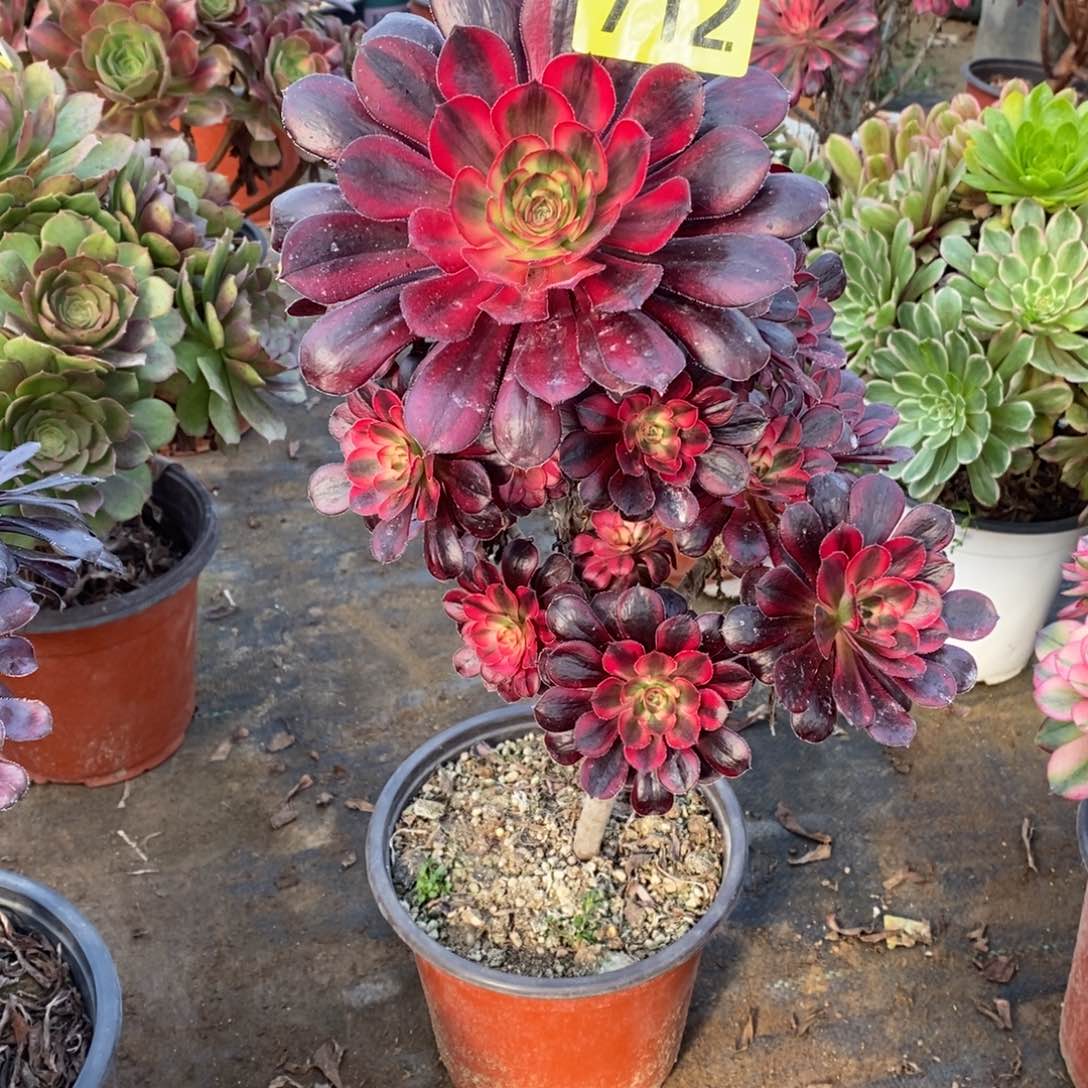 香奈多肉法师红色712