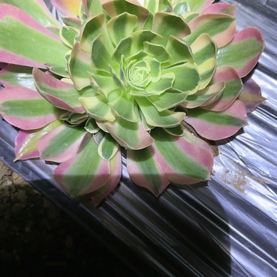 白凤5.28一圈仔发货加急