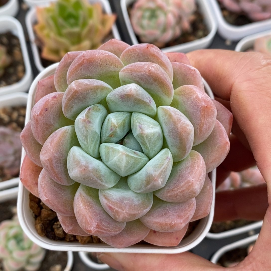 精品多肉一物一拍不包整122