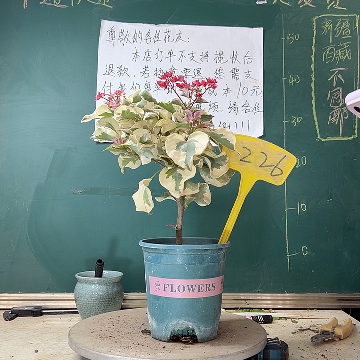 当前无花栽培后可以开花斑叶重瓣红226