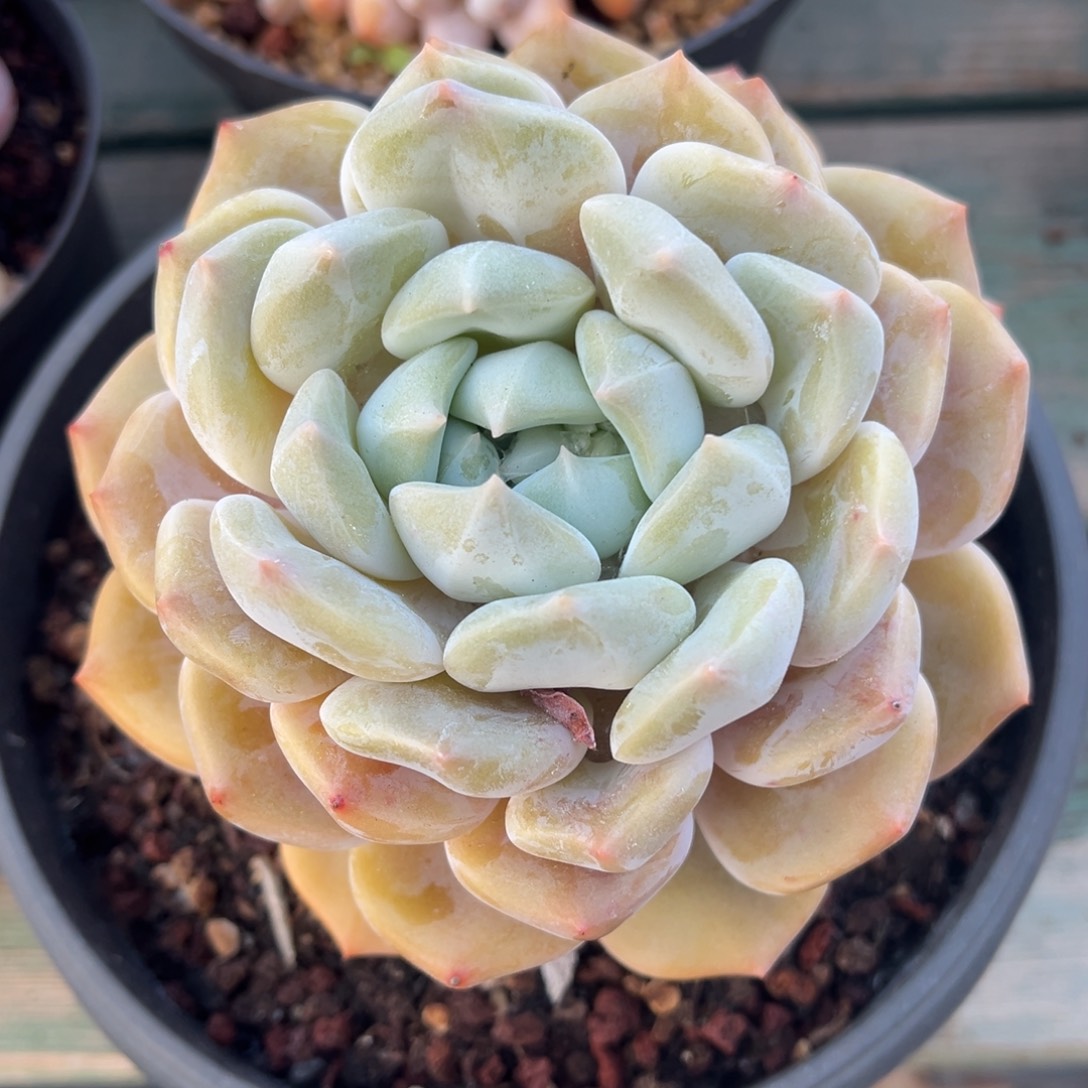 橙雪美肉多肉植物