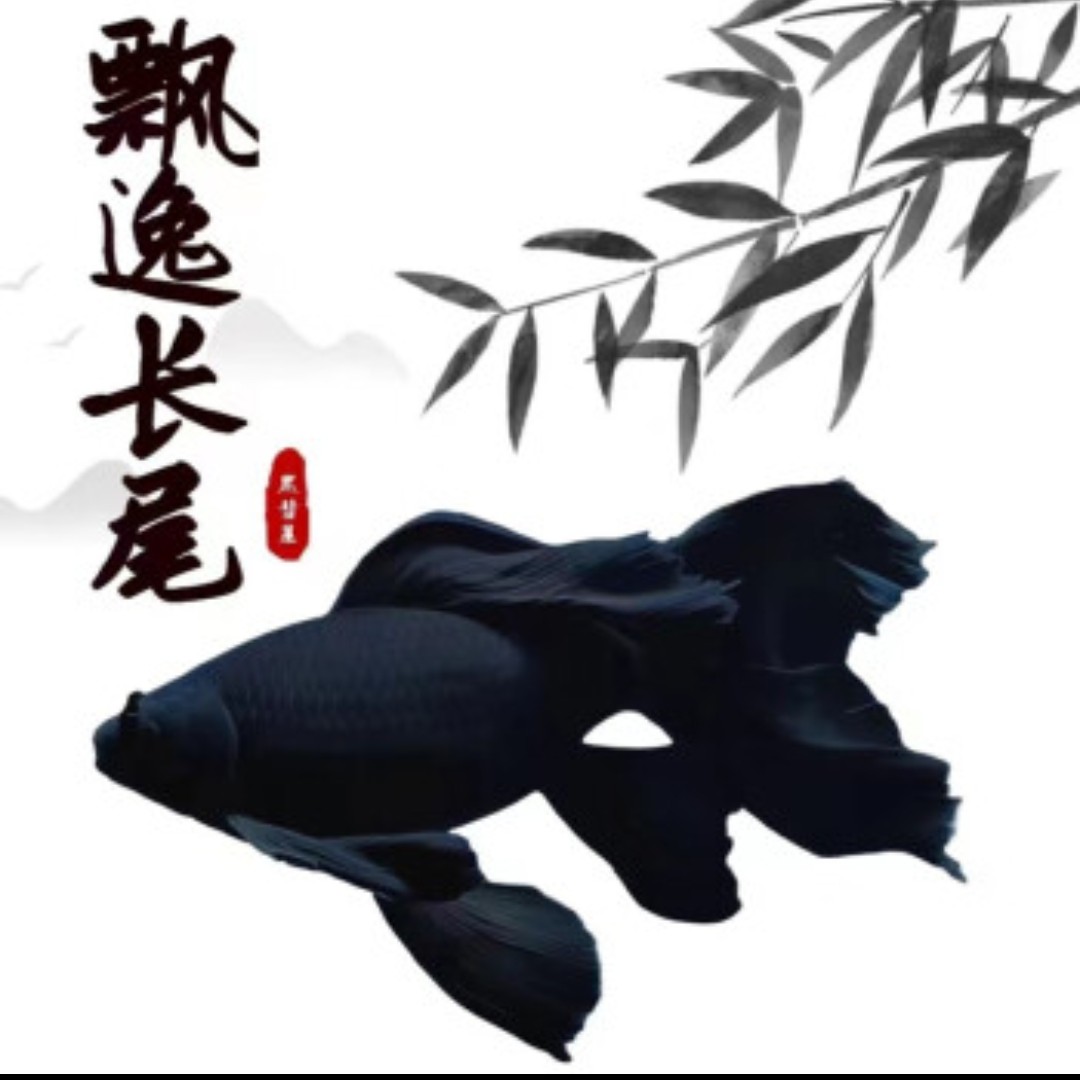 大尾五代墨蝶球/短*1