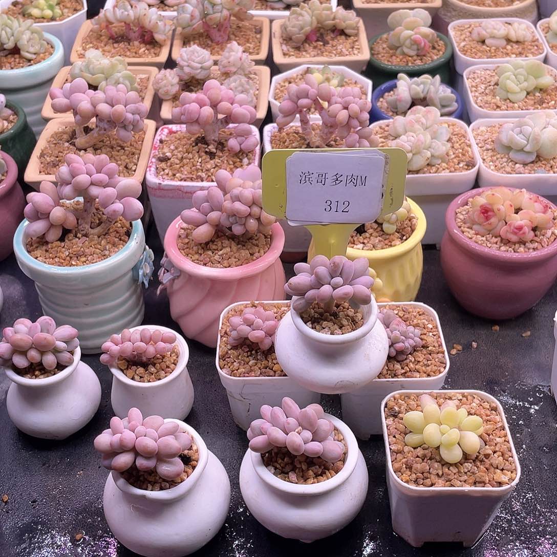 滨哥多肉M312桃蛋朵朵缀