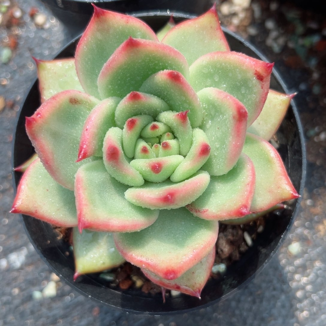 多肉植物一物一拍010