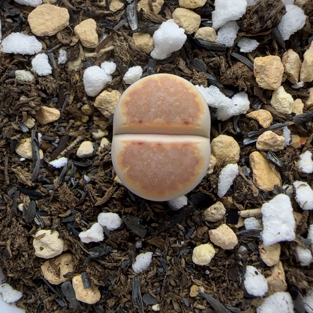 404 生石花大棚直播