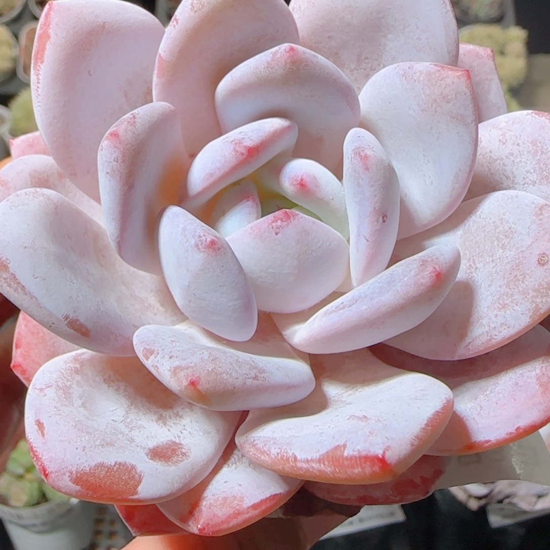 花语多肉1203-120雪桃