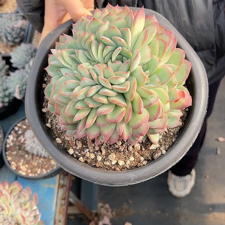 【闪购商品】雪夜缀化