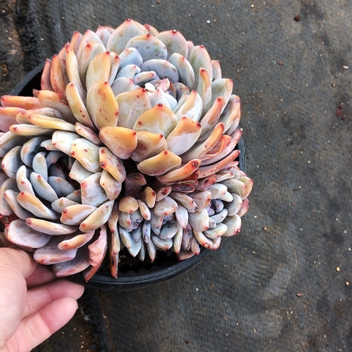 5头橙子多肉植物