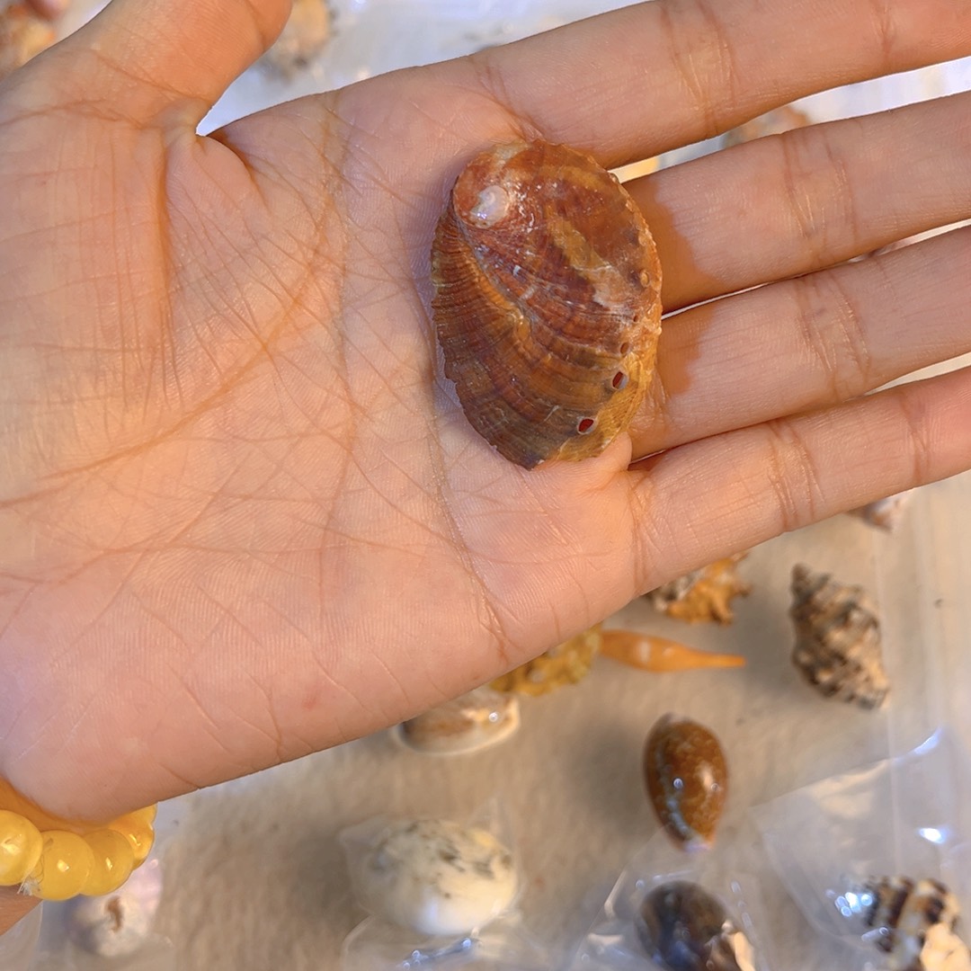 大理石磁石?*船天然贝壳海螺批发零售