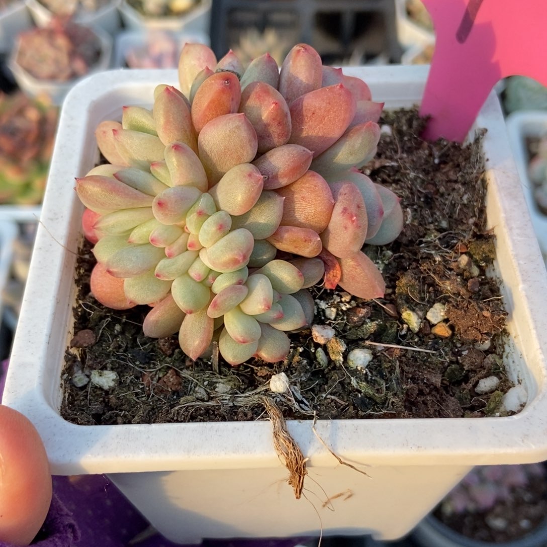 4爱丽儿朵朵多肉植物顿肉