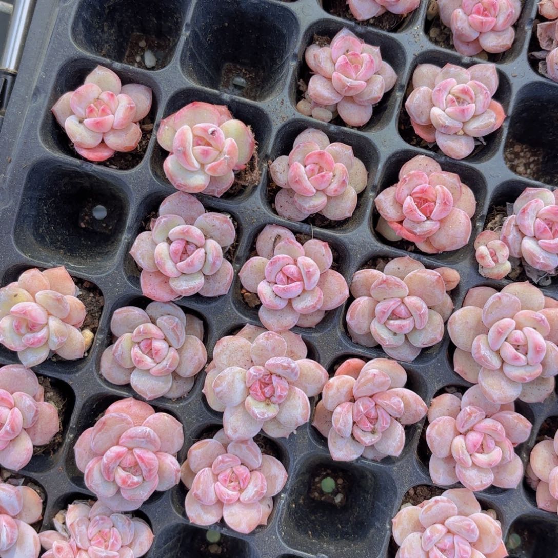 星影一颗量拍1111