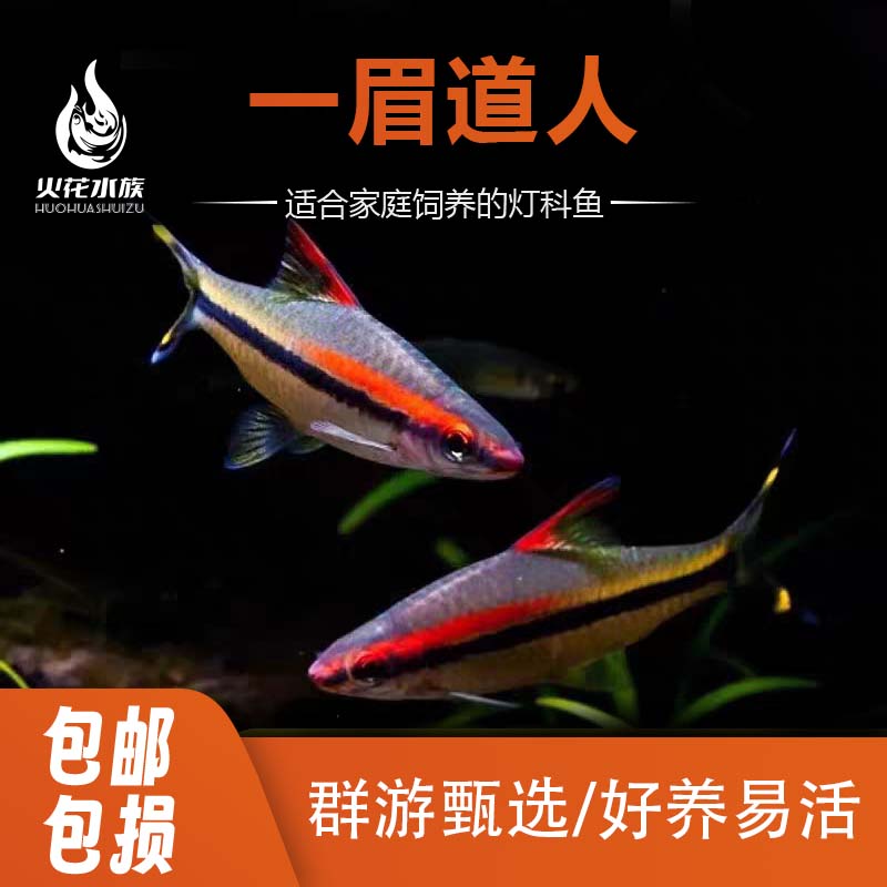 一眉道人鱼热带观赏鱼群游灯科鱼淡水草缸红眉道人活体观赏鱼
