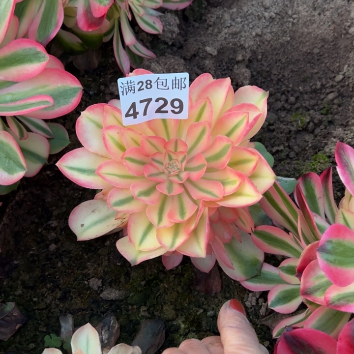 4729南香妃多肉植物