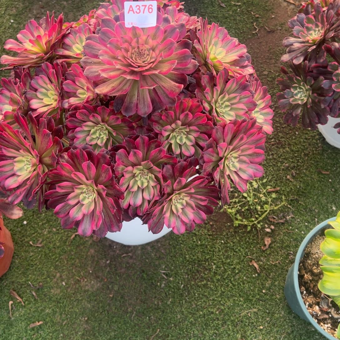 376，多肉植物法师