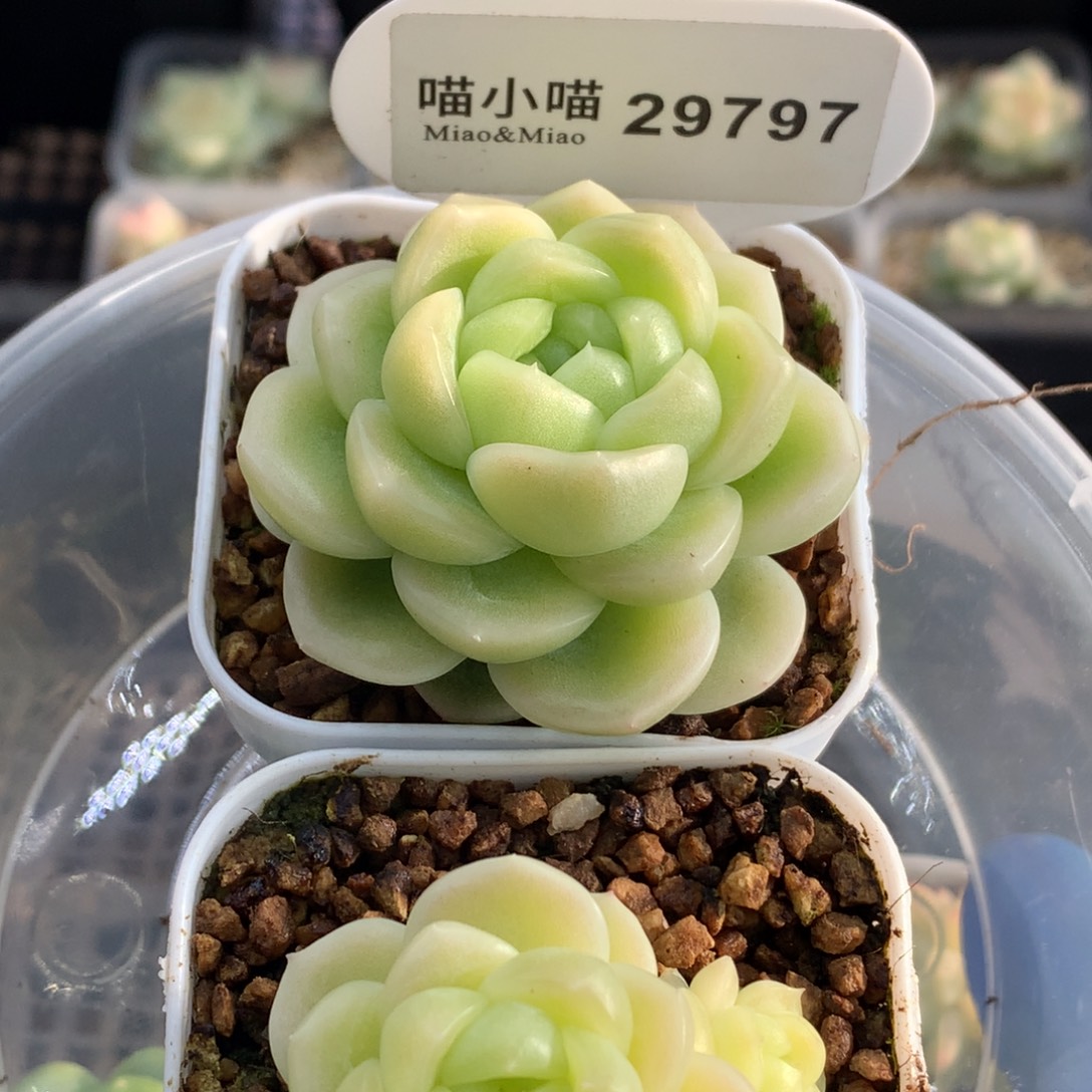 多肉植物杂交珍妮