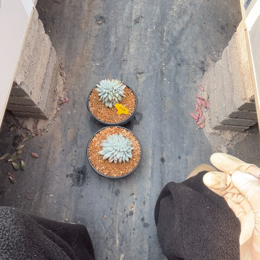 星***）d58两颗哥特萝莉缀化