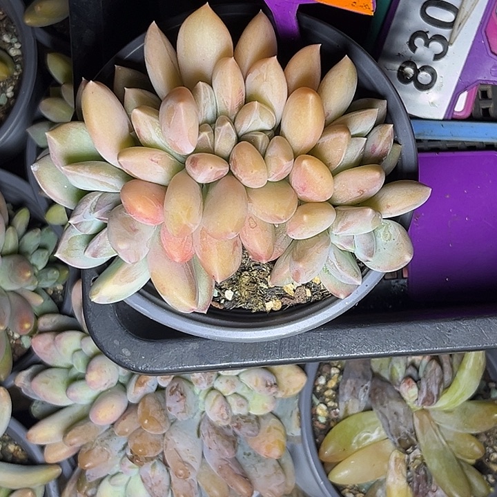 承***泽多肉植物天使之翼307