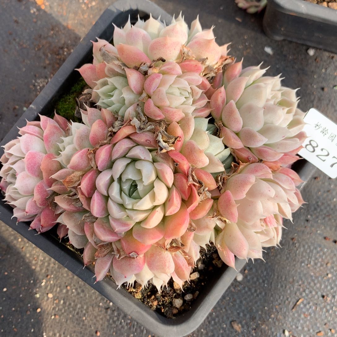 4827杂交多肉老桩