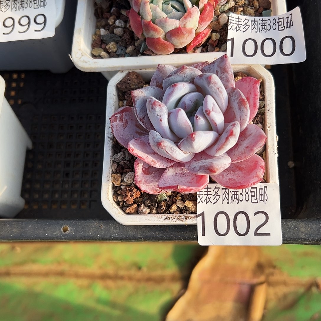 无花朵多肉一物一拍植物1002