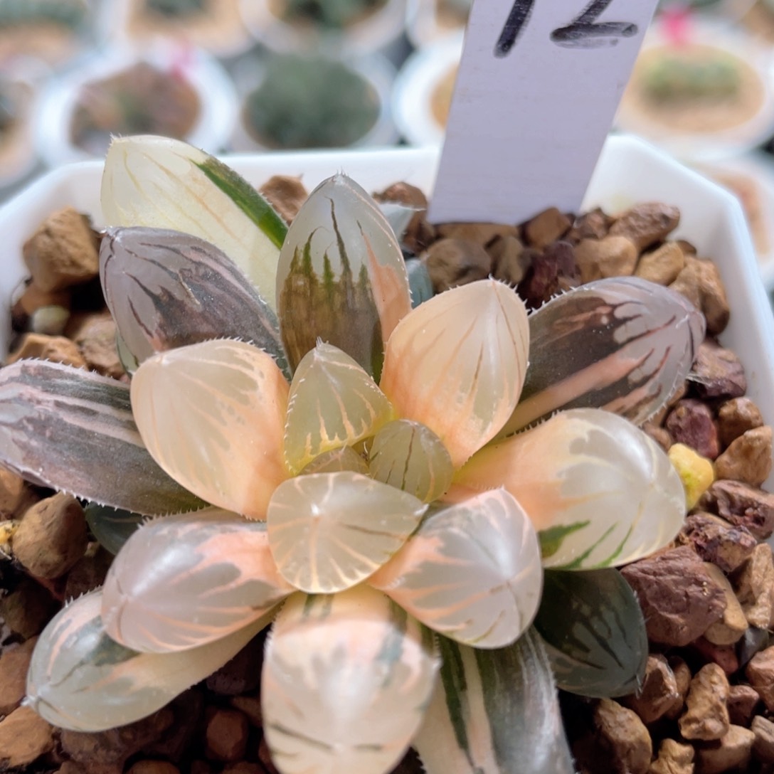 12大型霓虹灯。