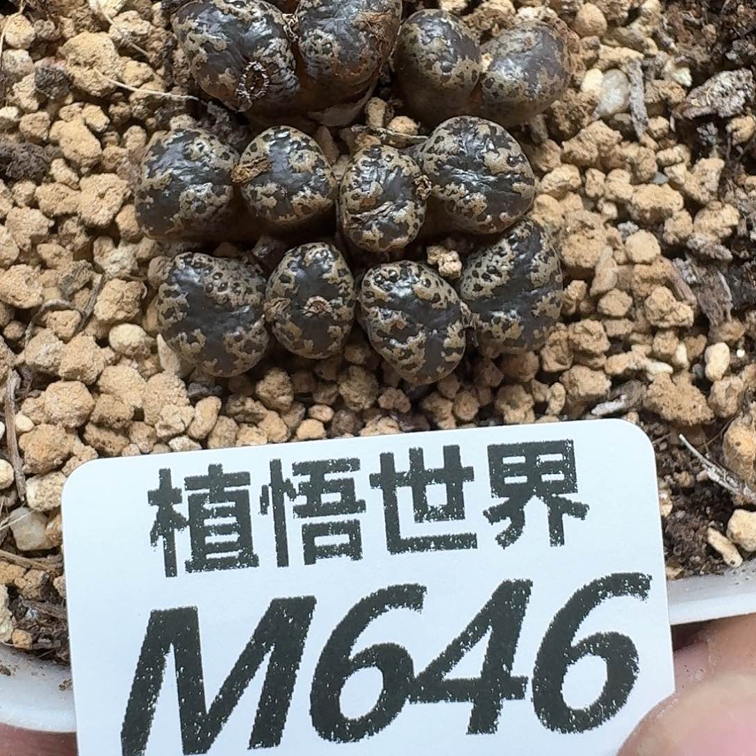 多肉植物的润泽地ff