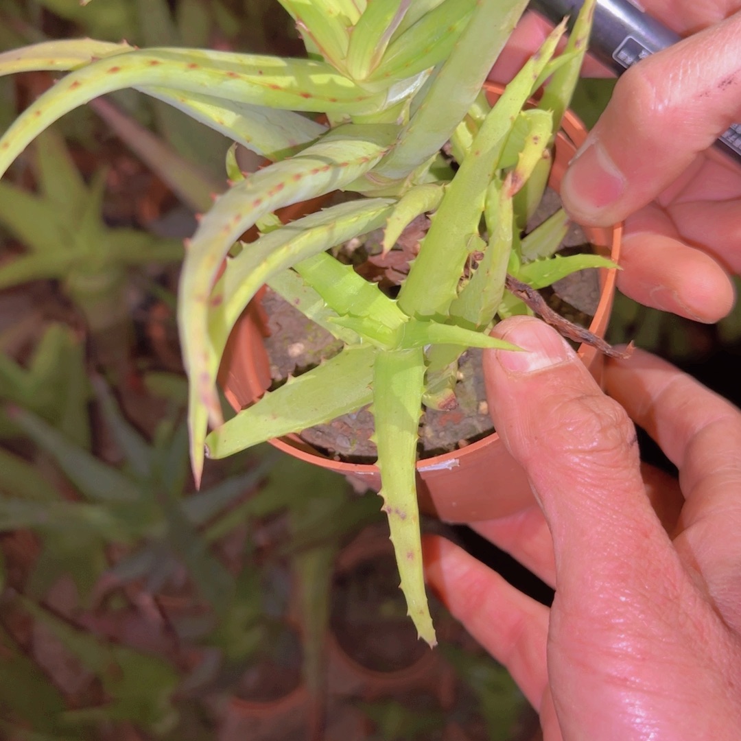 梦***点块根植物块根植物