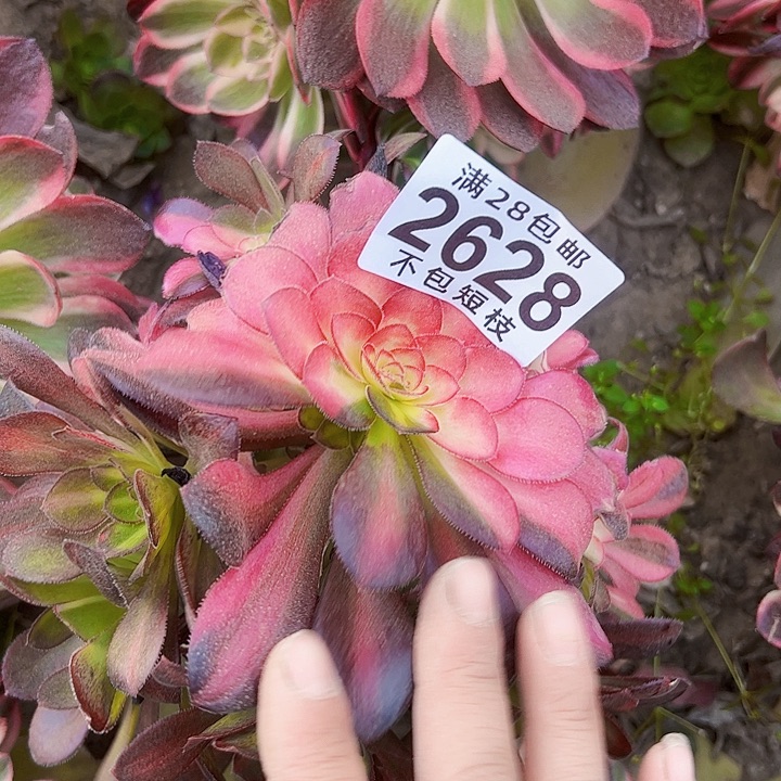 2628 多肉植物法师法师