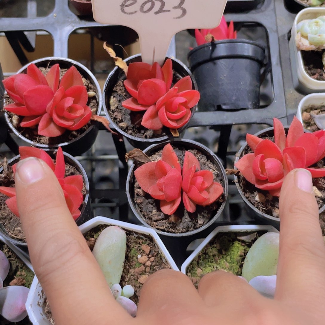 何*宸火祭e023一物一拍