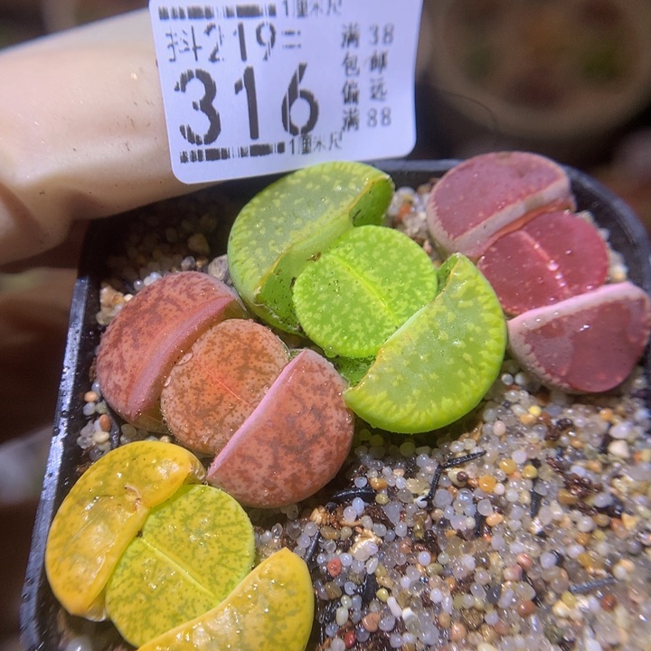  精品生石花219.316