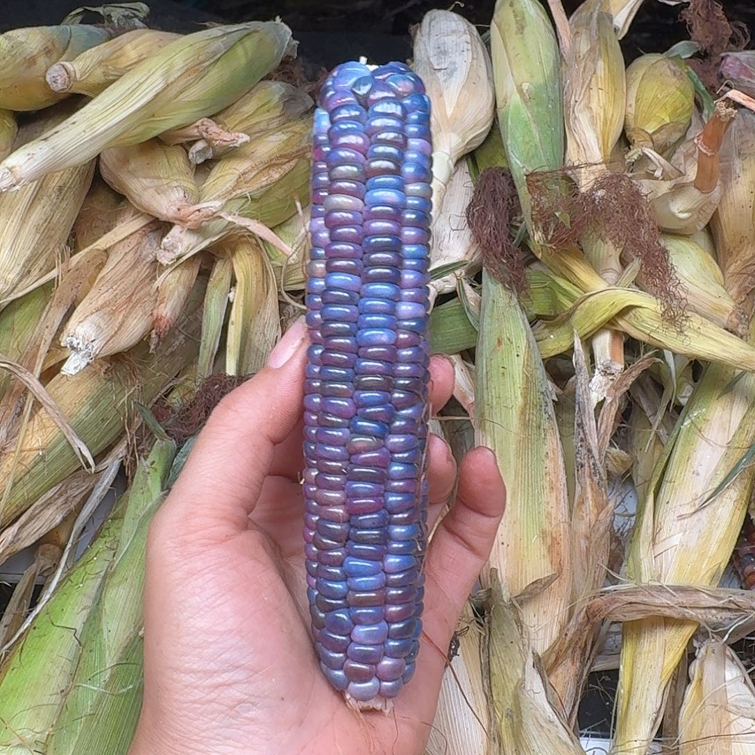 h***i柏香籽/百香籽吊坠