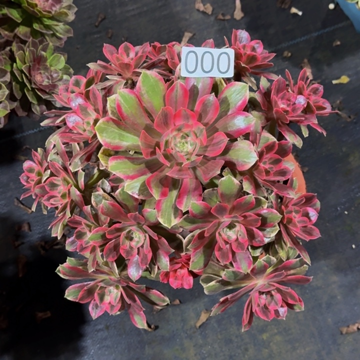 00000000000浣纱多肉