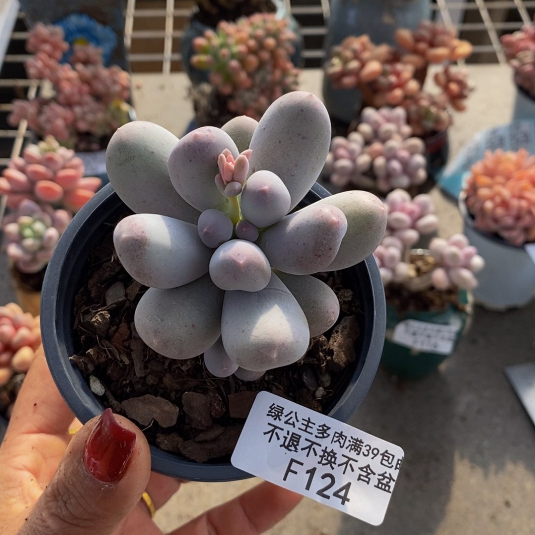 米可奶酪124/6c m