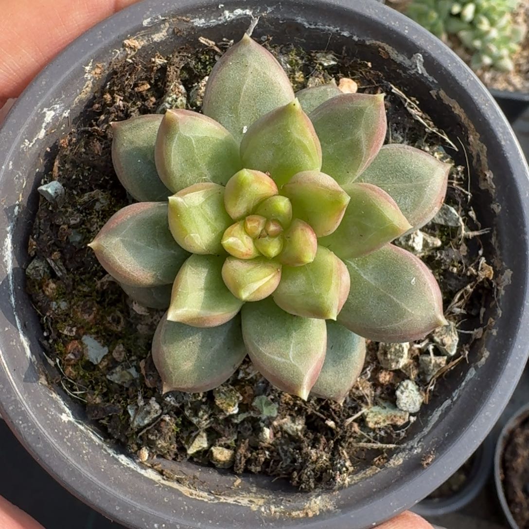 美人杂交 一物一拍