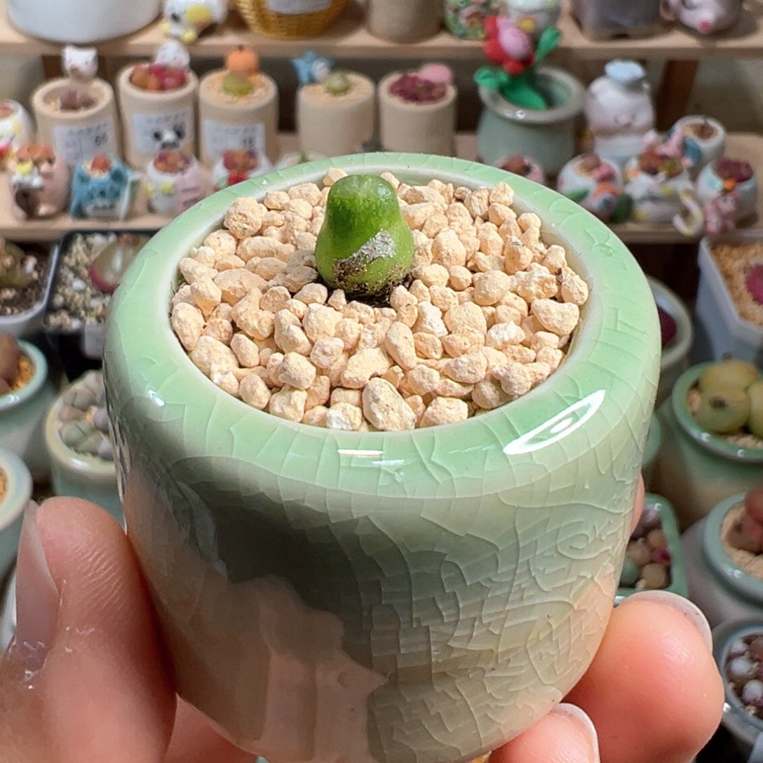 多肉植物86号小葫芦