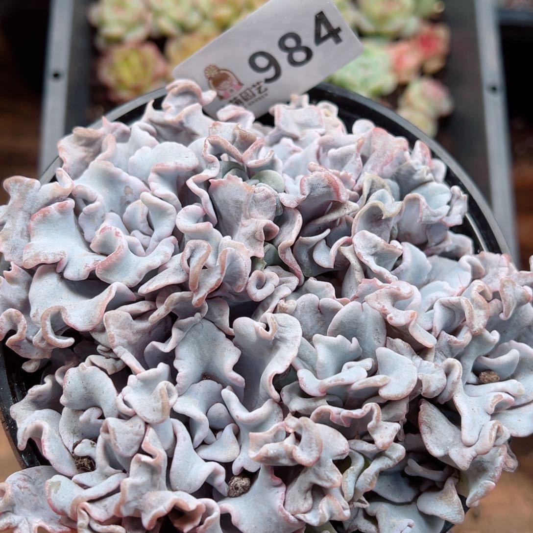 多肉植物多肉植物