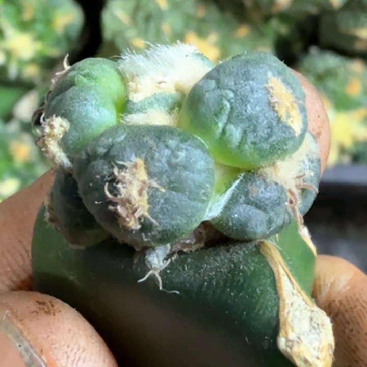 无花朵福利苗接小蛋尤465