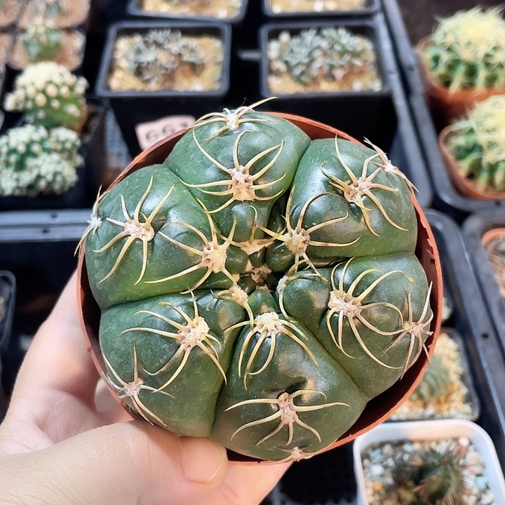 875实生高木海王仙人球