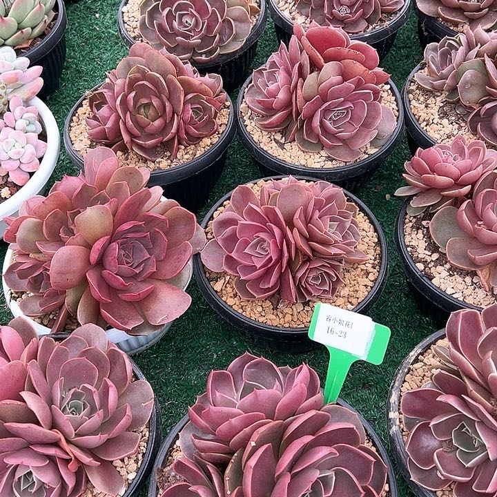 16.23大红灯一个脱土