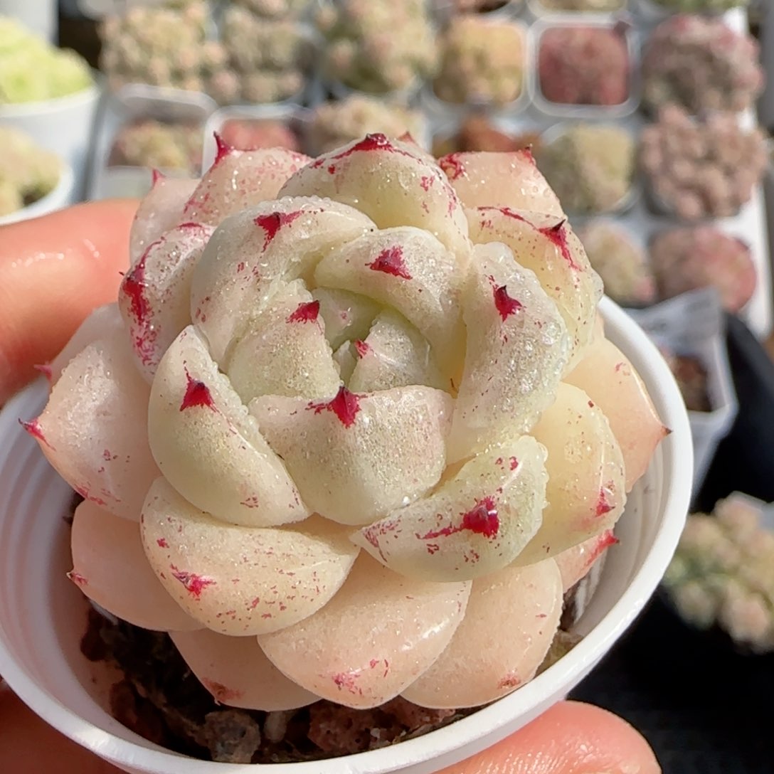 【闪购商品】0125-75小魔仙