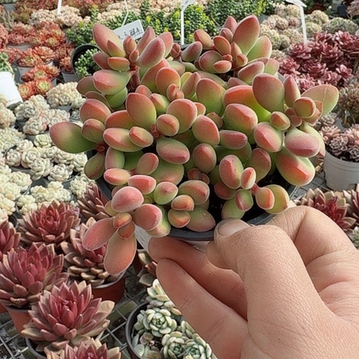 歌若诗多肉植物精品