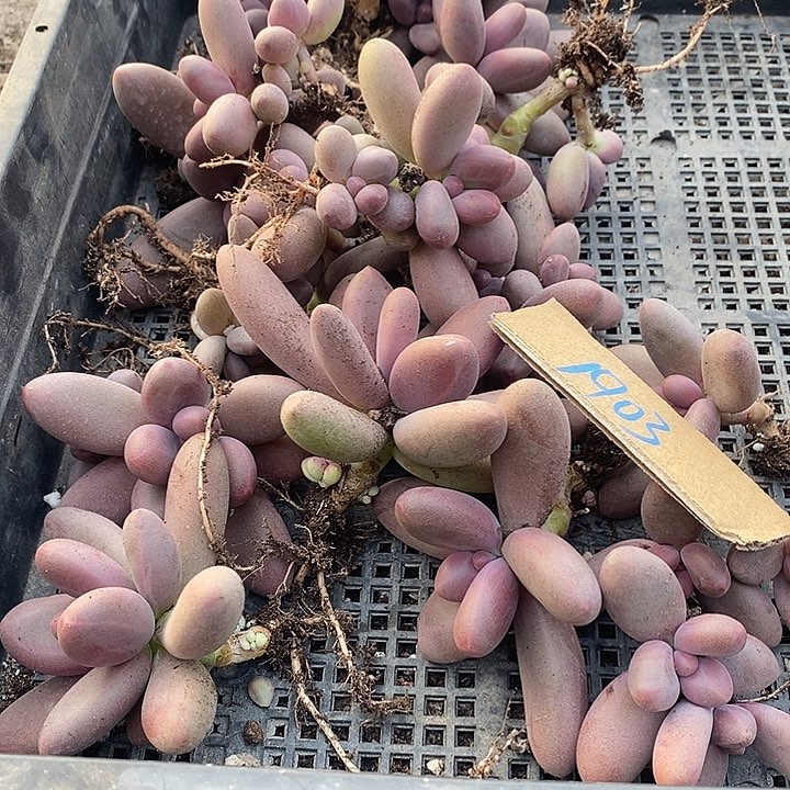 嘿***。无花朵1903号一物一拍糖果