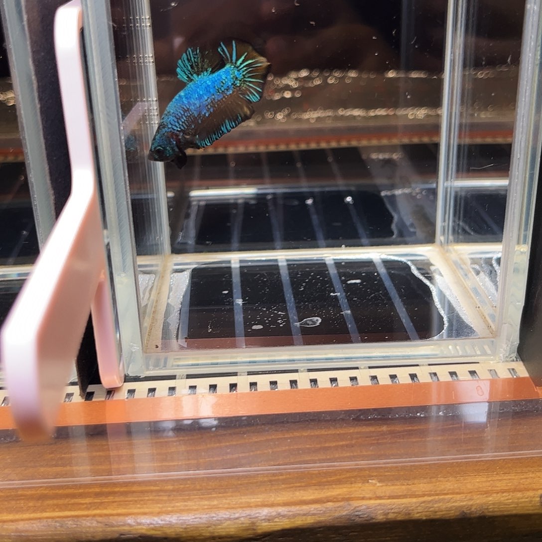 海水鱼宙斯斗鱼竞拍1220