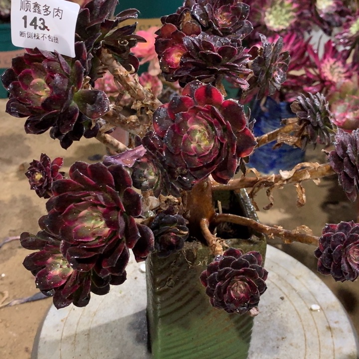 143黑金刚多肉植物