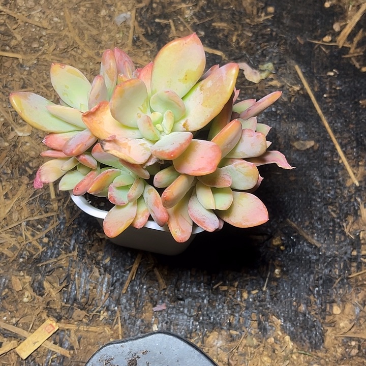 多肉植物芒果美人