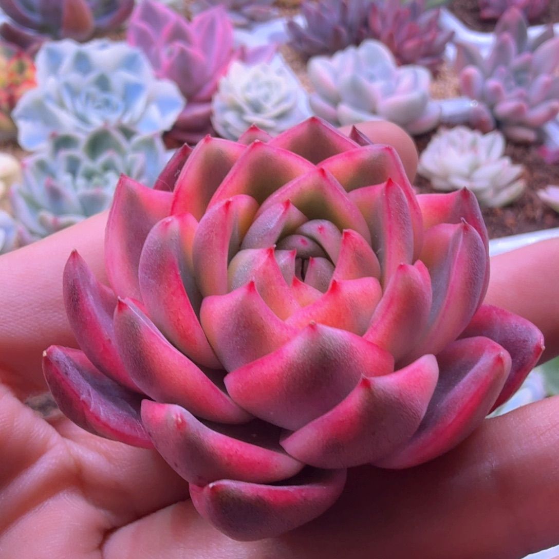 紫水晶锦 多肉植物